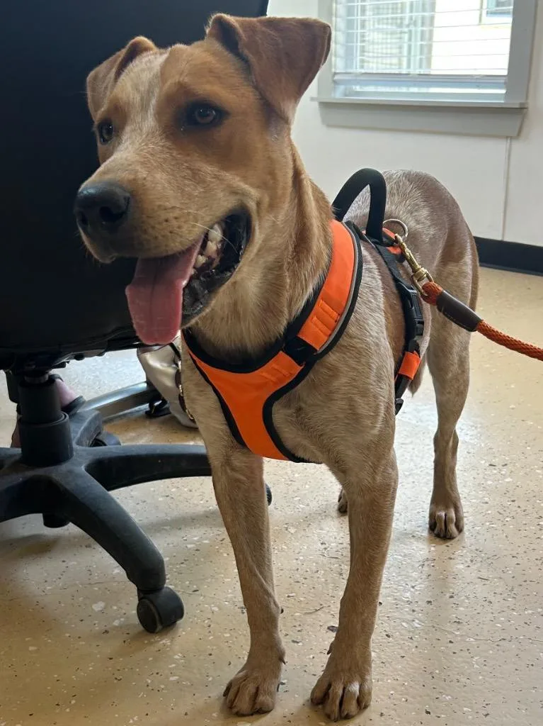 A young medium-sized female Australian Cattle Dog / Blue Heeler dog named Sadie for adoption in Seven Points, TX