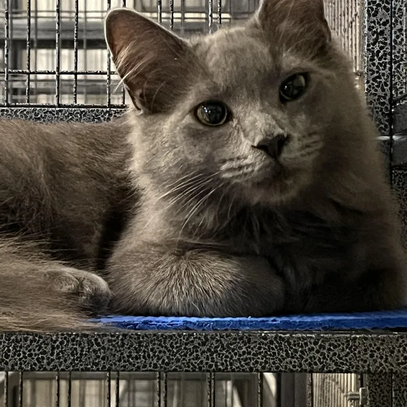 A baby medium-sized female Gray / Blue / Silver Russian Blue cat named Riley for adoption in Hilton Head Island, SC