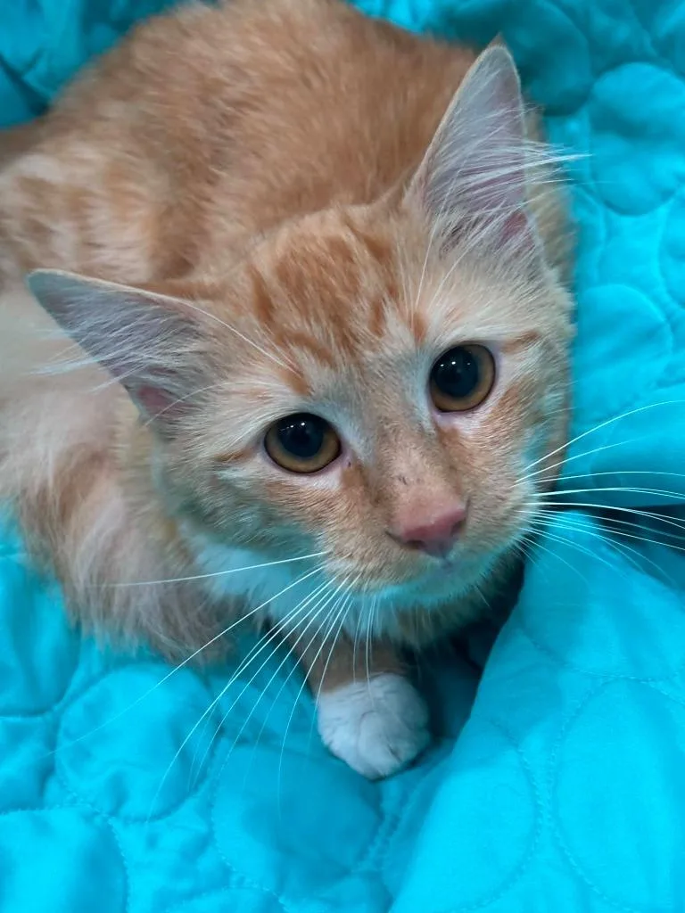 A young small-sized male Domestic Medium Hair cat named Zazu for adoption in Warrenton, NC