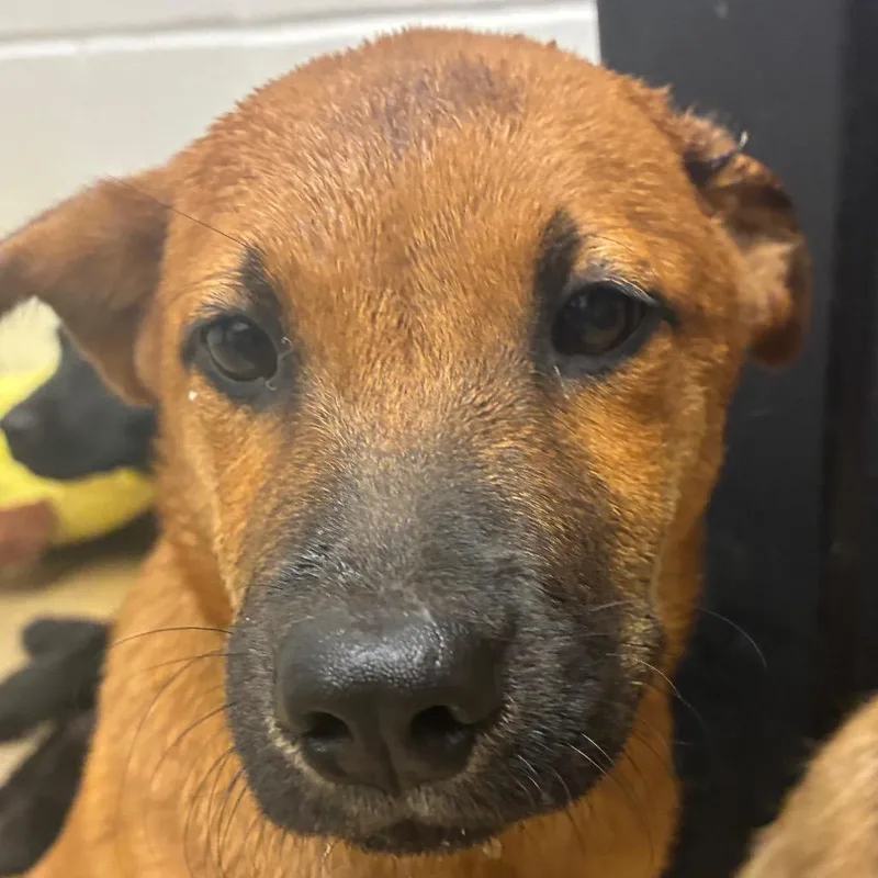 A baby small-sized female Brown / Chocolate Terrier dog named Sassy for adoption in Corpus Christi, TX