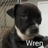 Wren thumbnail 3
