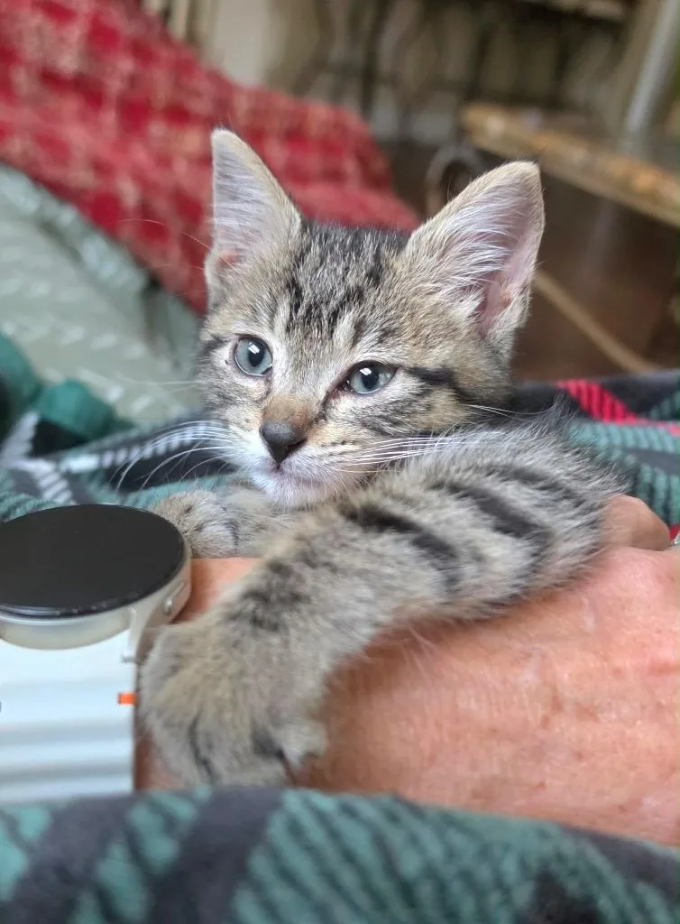 A baby small-sized male Domestic Short Hair cat named Olie for adoption in Orlando, FL