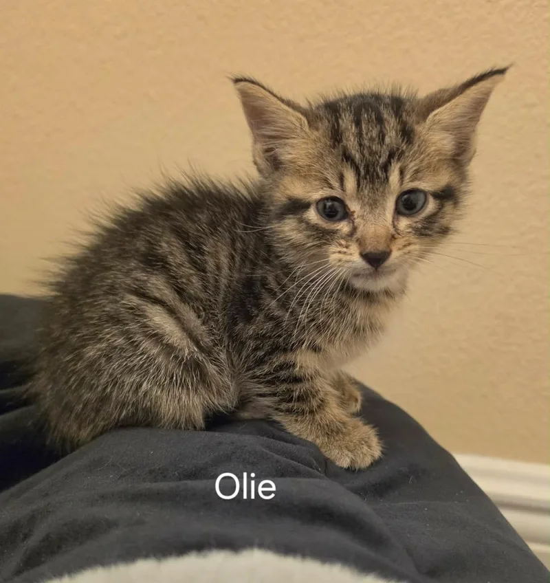 Olie thumbnail 2