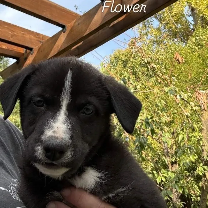 Flower Child thumbnail 3