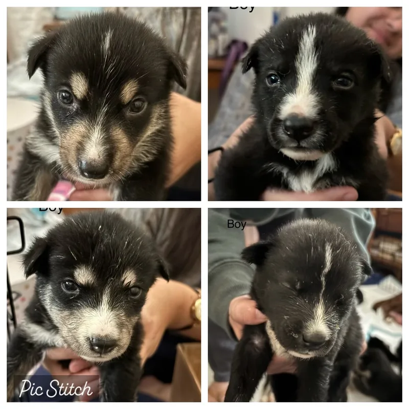 Flower Child thumbnail 4