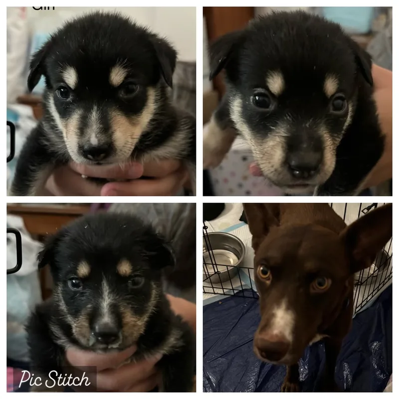 Flower Child thumbnail 5