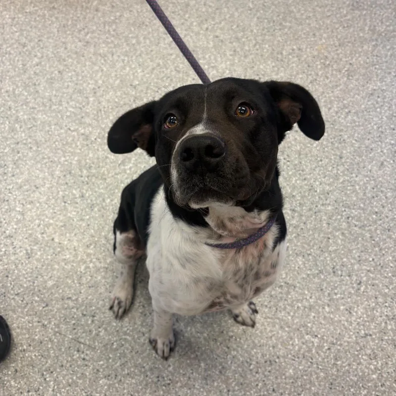 An adult medium-sized male Black Mixed Breed dog named Atlas for adoption in Manhattan, KS