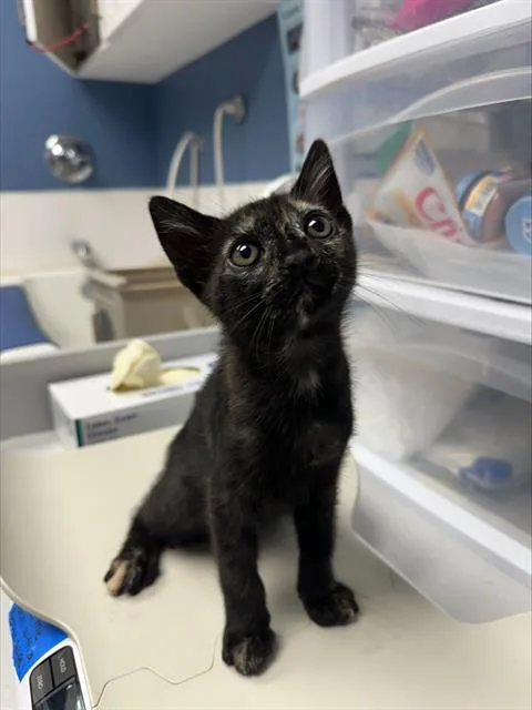 A baby small-sized female Domestic Short Hair cat named Summer for adoption in Santa Cruz, CA