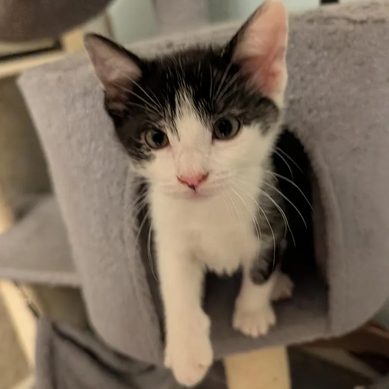A baby small-sized female White Domestic Short Hair cat named Manatee for adoption in Columbiana, AL