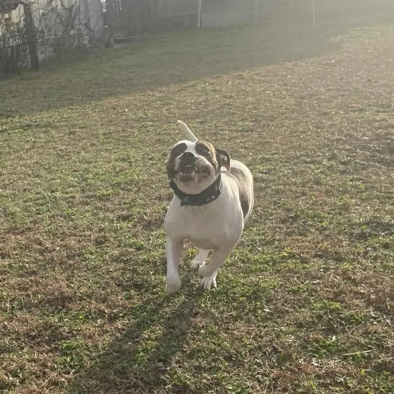An adult large-sized female Mixed Breed dog named Sweetheart for adoption in Northwood, NH