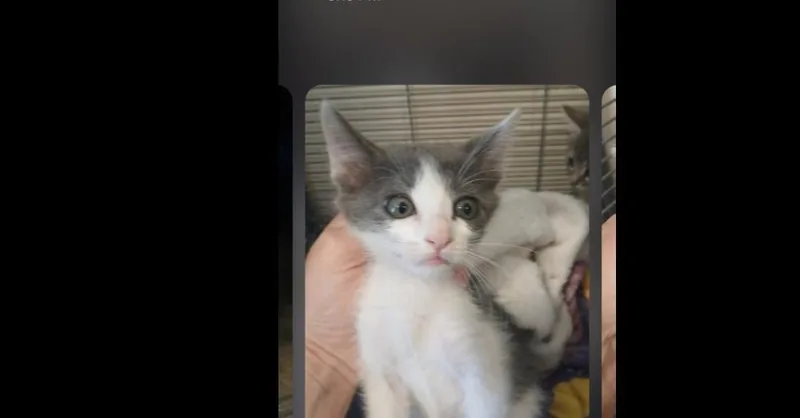 A baby small-sized male Gray & White Domestic Short Hair cat named Judd for adoption in Thatcher, AZ