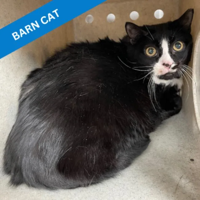 A senior medium-sized female Domestic Short Hair cat named Lil Girl for adoption in Roanoke, VA