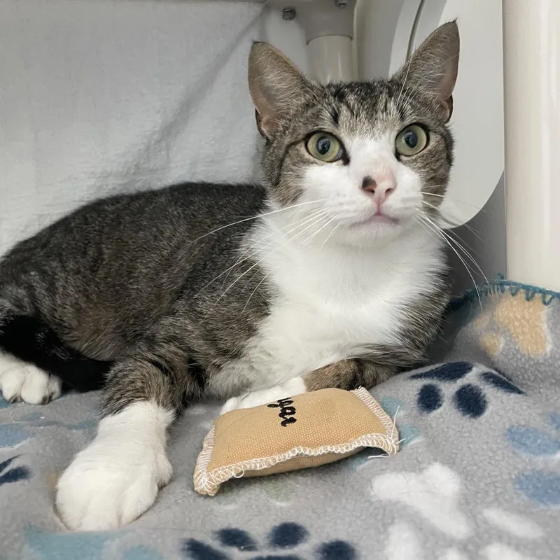 A young large-sized male Brown / Chocolate Domestic Short Hair cat named Hot Dog for adoption in Warwick, RI