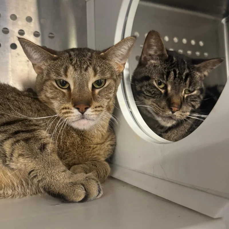An adult large-sized male Brown / Chocolate Domestic Short Hair cat named Brandon for adoption in Dearborn, MI
