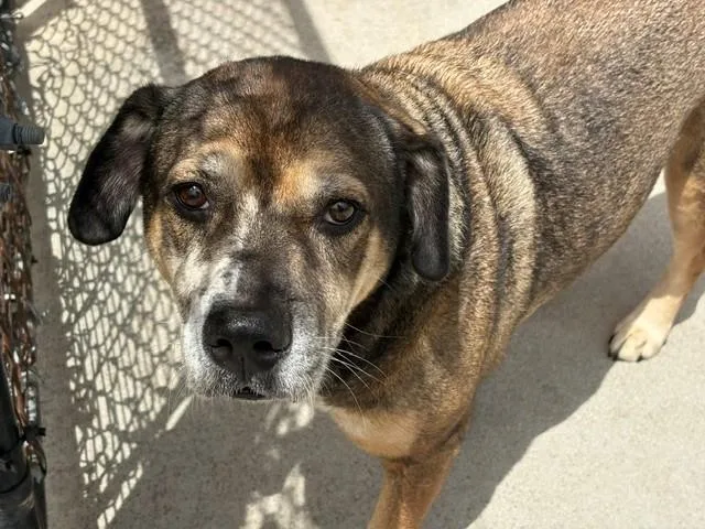 An adult large-sized male Foxhound dog named Bowler for adoption in Tulsa, OK