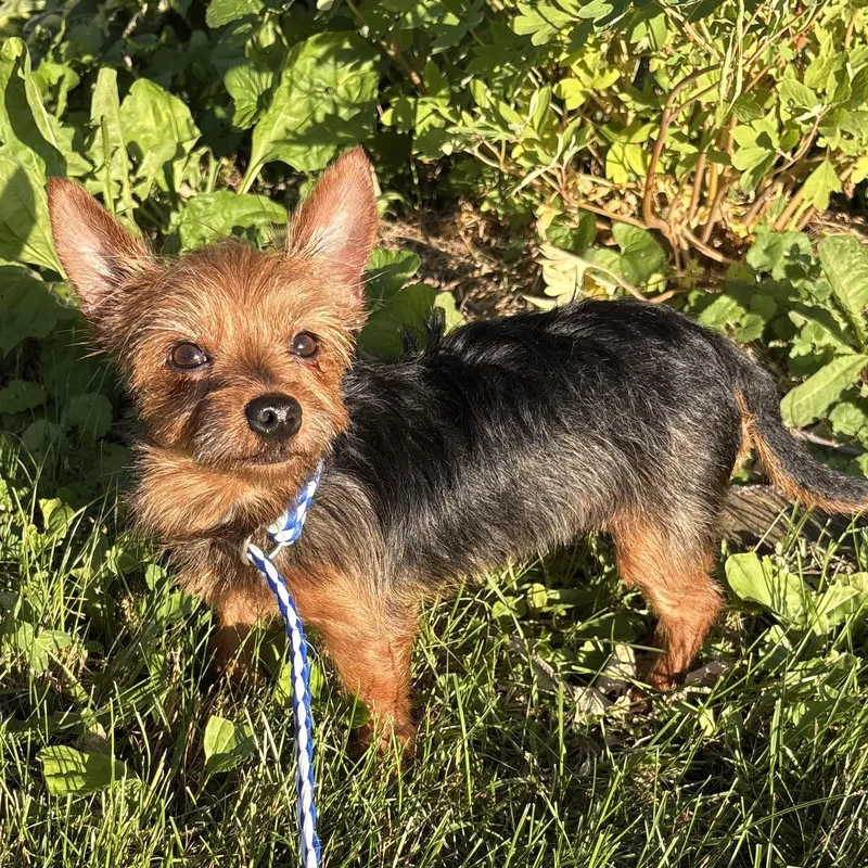 An adult small-sized female Bicolor Yorkshire Terrier dog named Bitsy for adoption in Charles City, IA
