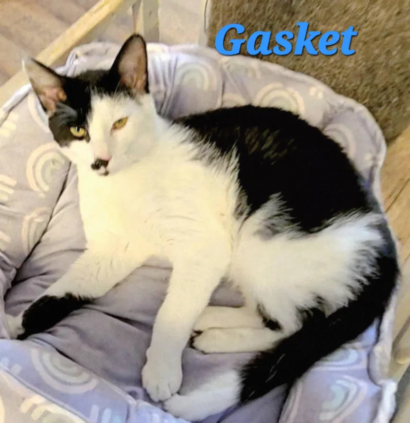 A young medium-sized male Black & White / Tuxedo Domestic Short Hair cat named Gasket for adoption in Macon, GA