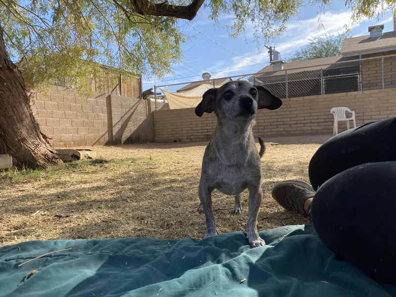 An adult small-sized female Brindle Dachshund dog named Olivia for adoption in Phoenix, AZ