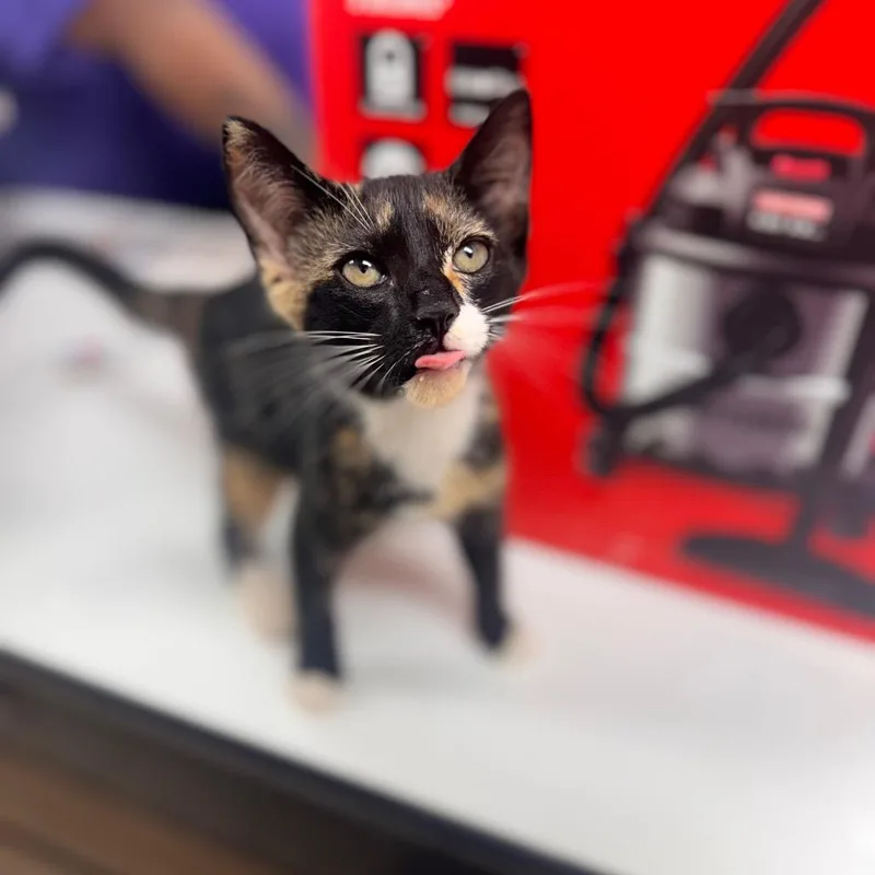 A baby small-sized female Calico Domestic Short Hair cat named Halo for adoption in Starkville, MS