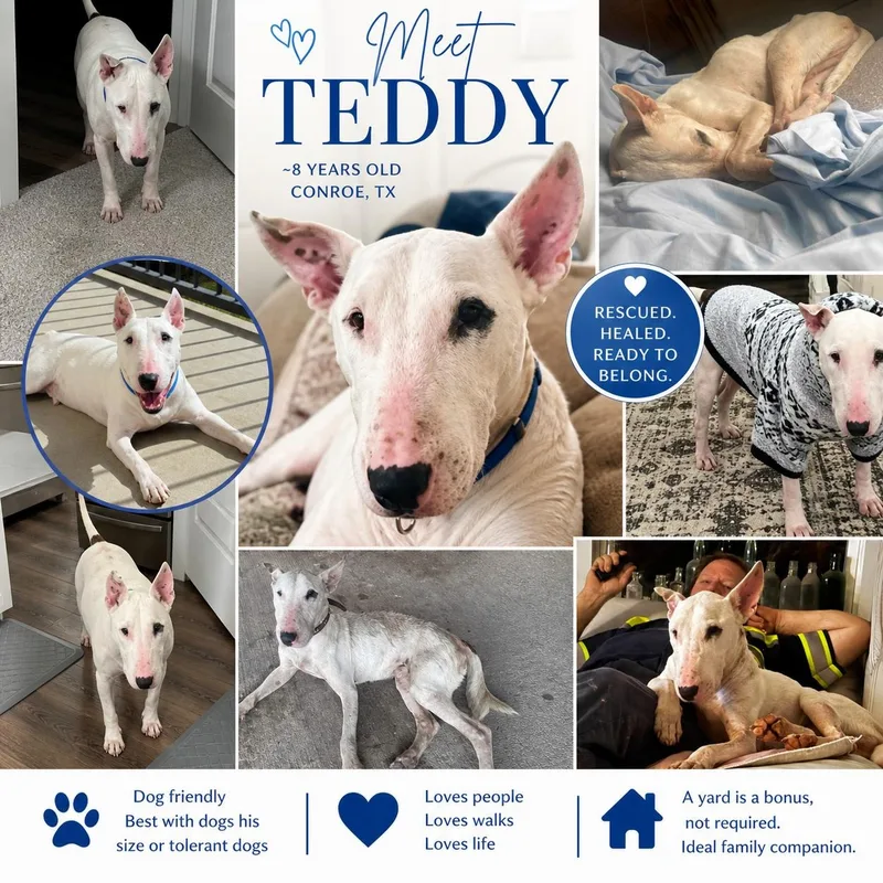 Teddy