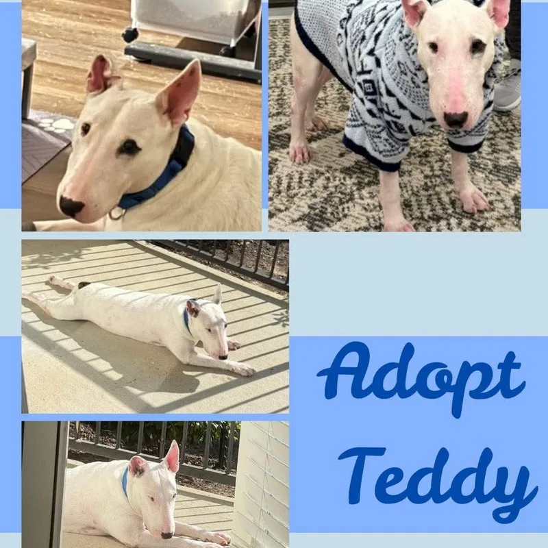 Teddy thumbnail 3