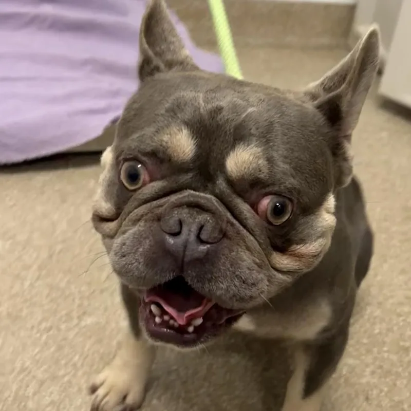 A young small-sized male Brown / Chocolate French Bulldog dog named Rocko for adoption in League City, TX