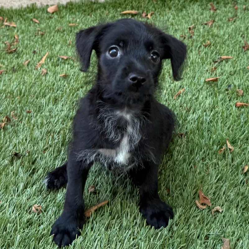 A baby small-sized male Mixed Breed dog named Wiltern for adoption in Los Angeles, CA