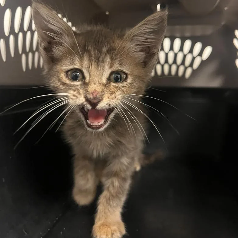 A baby small-sized female Gray / Blue / Silver Domestic Short Hair cat named Peach Fuzz for adoption in Hattiesburg, MS