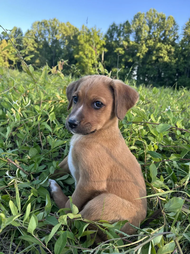 A baby large-sized male Hound dog named Reeses for adoption in Nashville, TN