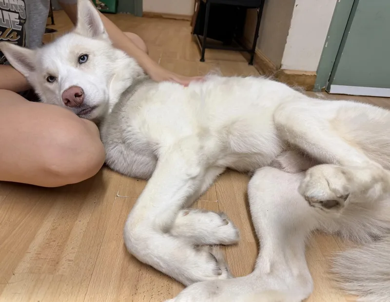 An adult medium-sized male Husky dog named Samson for adoption in Manchester, CT