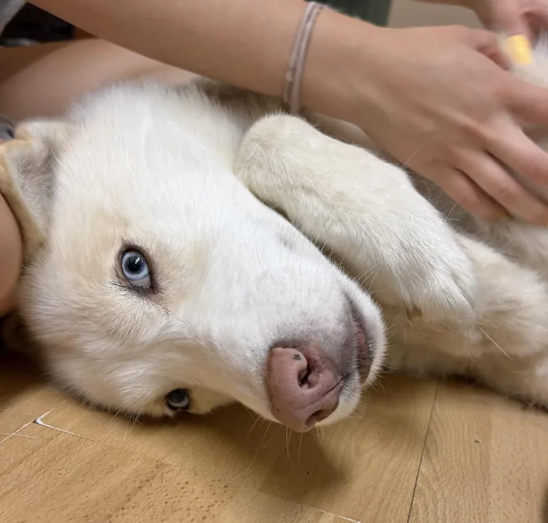 Samson thumbnail 2