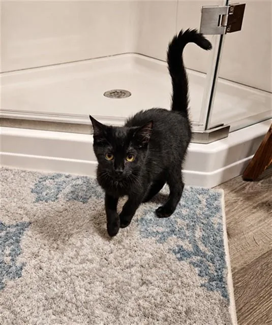 A baby small-sized female Domestic Short Hair cat named Taki for adoption in Westminster, MD