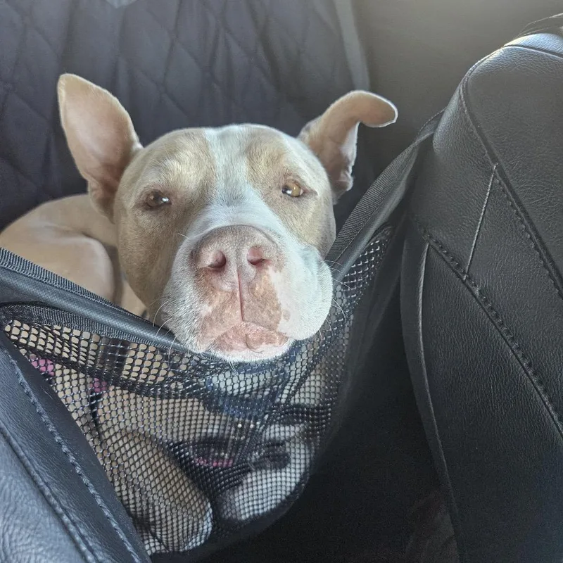 Canelo