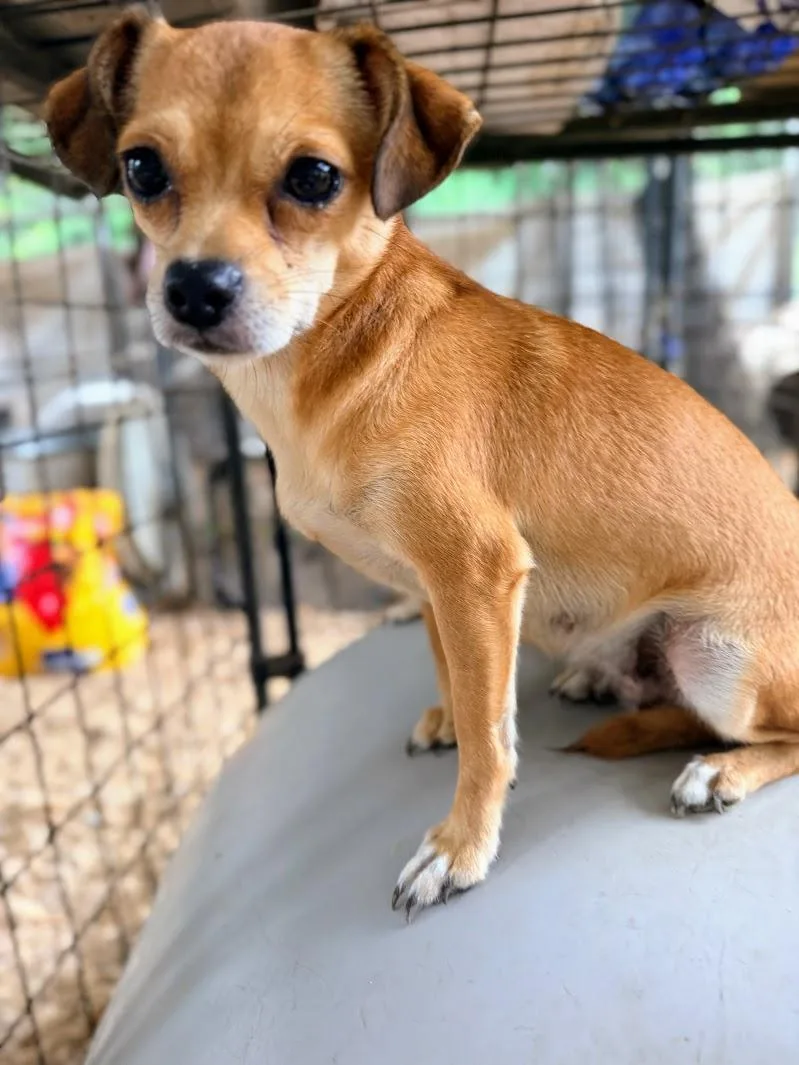 Penelope Aka Penny
