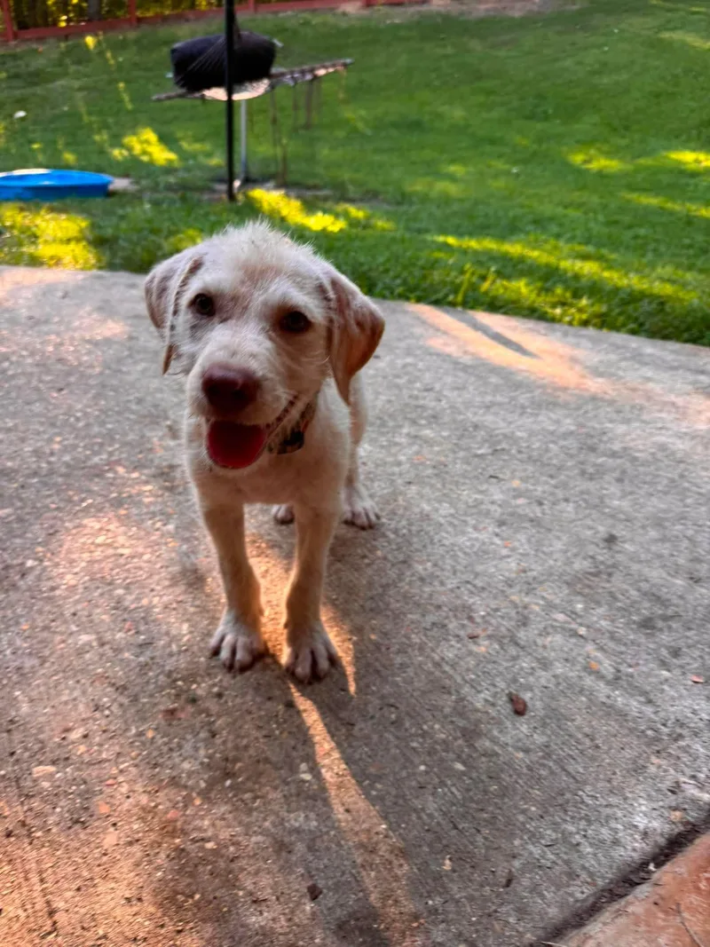A baby large-sized male Mixed Breed dog named Jagger for adoption in Lee, NH