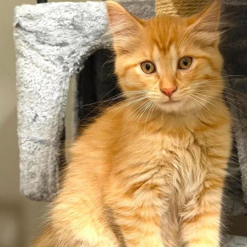 A baby small-sized male Orange / Red Domestic Short Hair cat named Ollie for adoption in Forest Park, IL