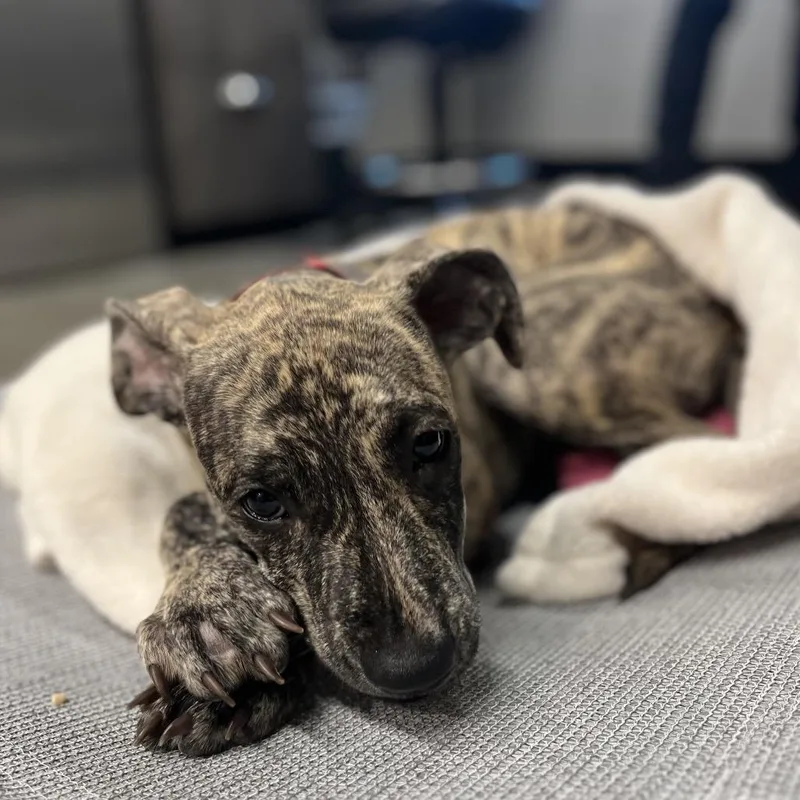 A baby medium-sized female Brindle Terrier dog named Nylah for adoption in Tampa, FL