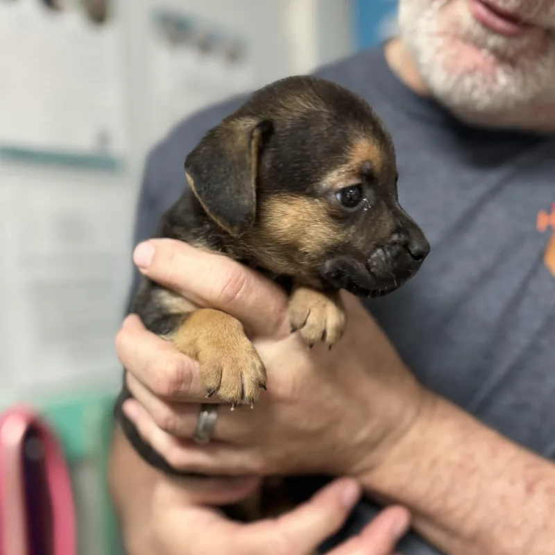 Black Bear thumbnail 2