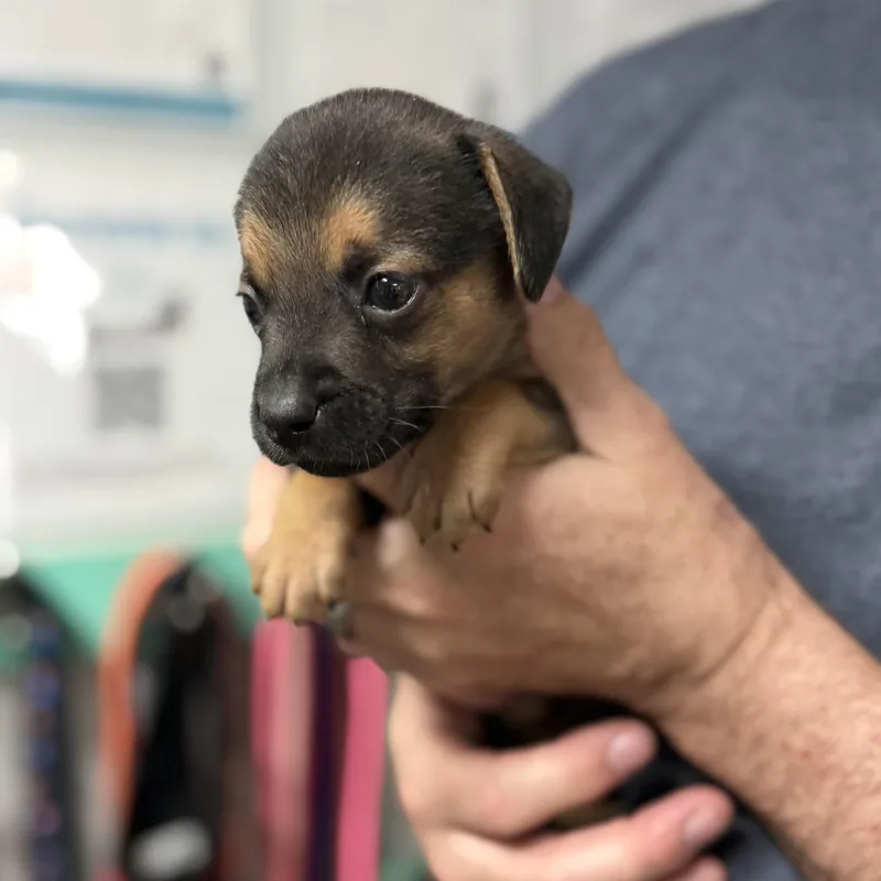 Black Bear thumbnail 3