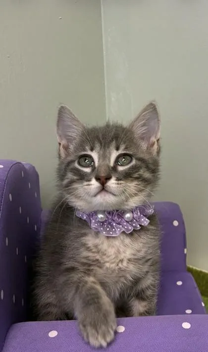 A baby medium-sized female Domestic Short Hair cat named Thin Mint for adoption in Picayune, MS