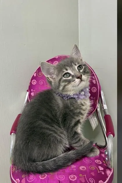 Thin Mint thumbnail 2