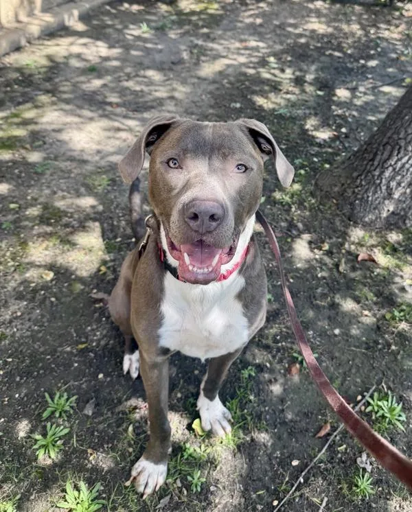 An adult large-sized male Pit Bull Terrier dog named Chase for adoption in San Diego, CA