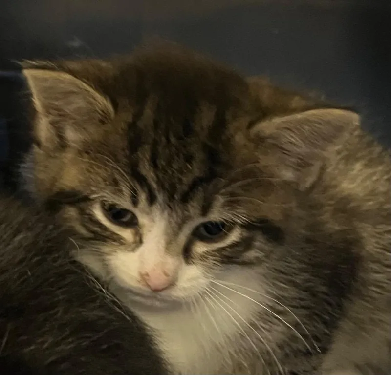 A baby medium-sized female Domestic Medium Hair cat named Nip for adoption in Saginaw, MI