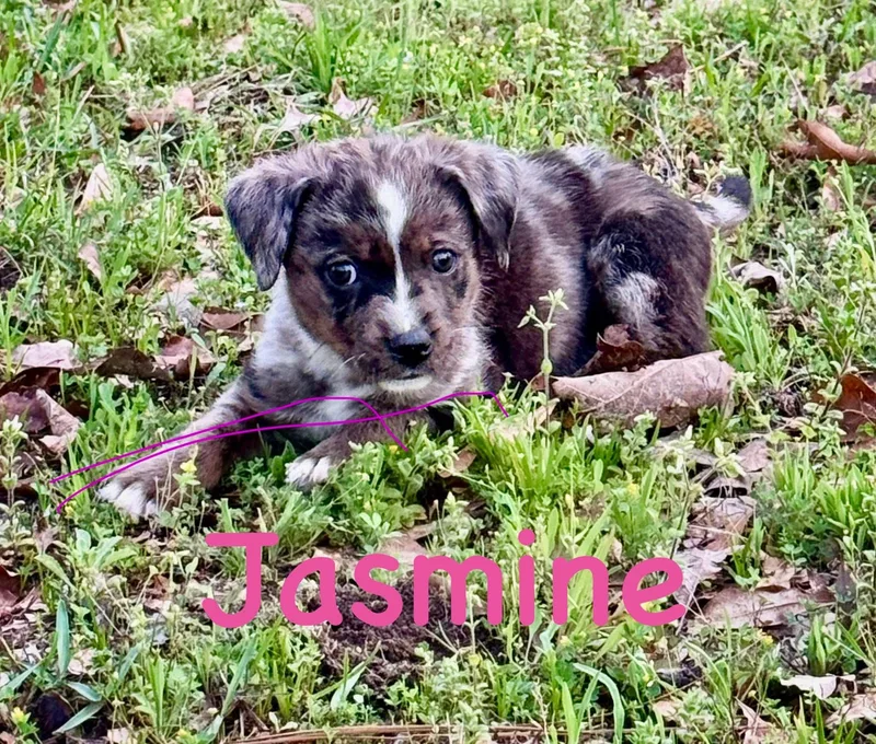 J Litter Jasmine