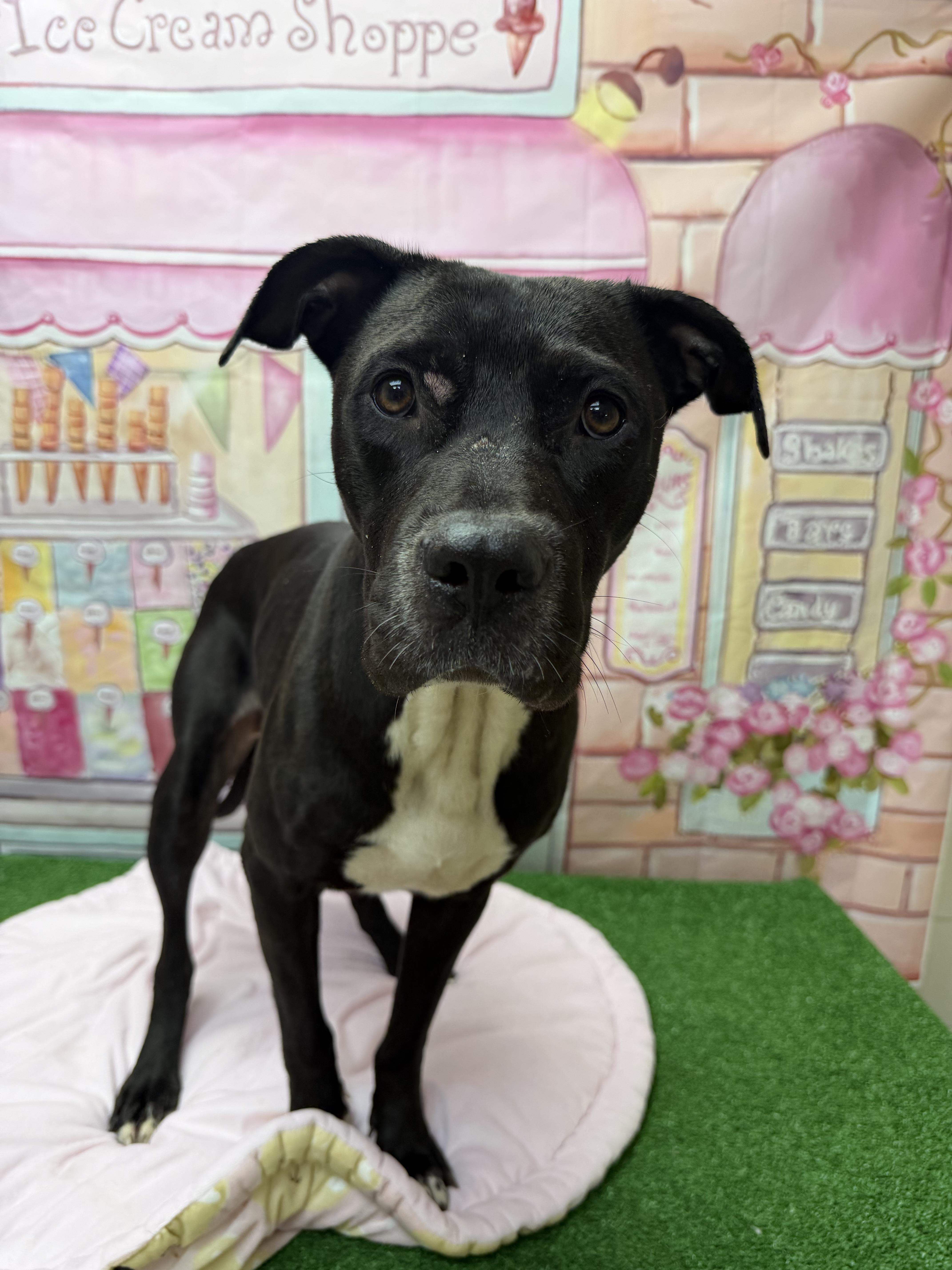 An adult medium-sized female Black Pit Bull Terrier dog named Julia for adoption in Statesboro, GA