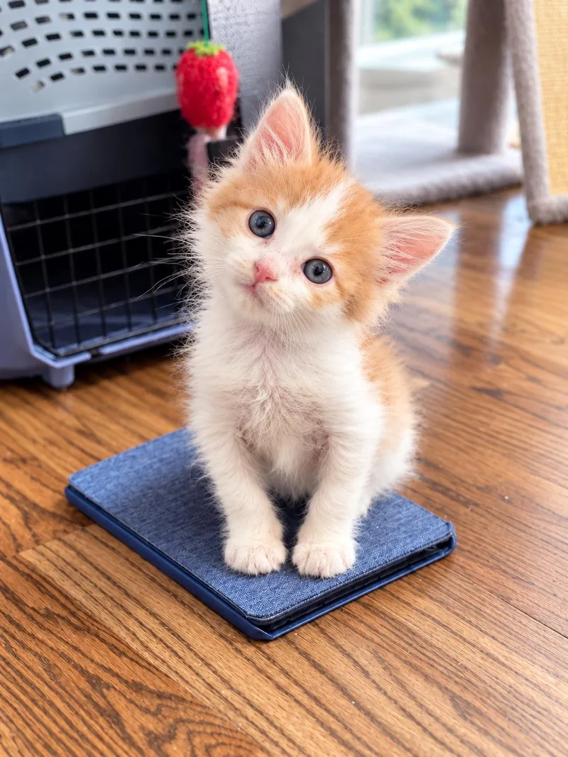 A baby small-sized male Domestic Long Hair cat named Carl for adoption in Long Beach, CA
