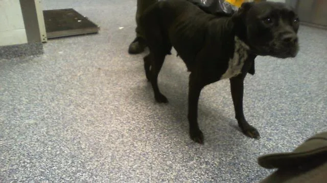 An adult medium-sized female Pit Bull Terrier dog named A for adoption in Charlotte, NC