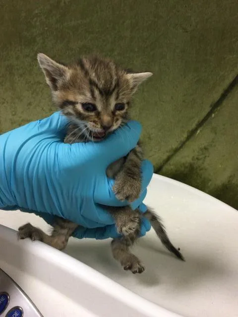 A baby small-sized male Domestic Short Hair cat named Pikachu for adoption in Riverside, CA