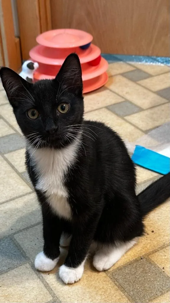 A baby small-sized female Domestic Short Hair cat named Fuzz for adoption in Pitman, NJ