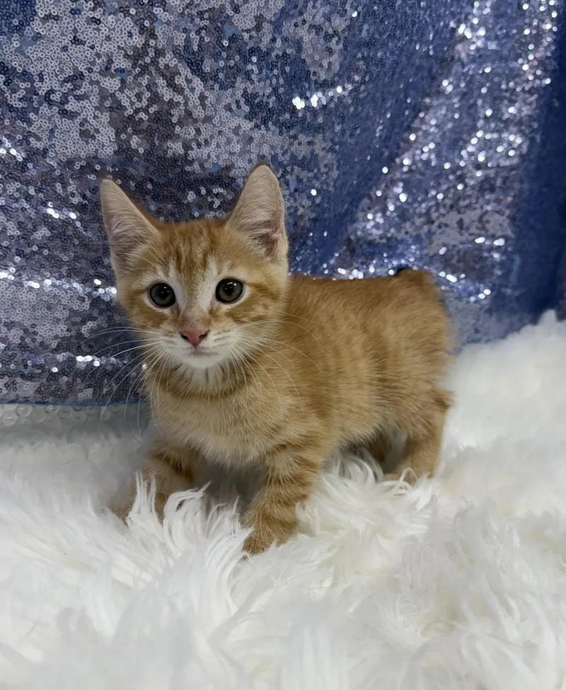 A young medium-sized male Orange & White Domestic Short Hair cat named Crash for adoption in Clarkesville, GA